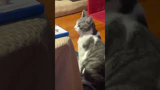 Plop being plop “chocolate!!”