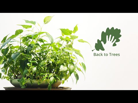 Video: Ficus Posvátný