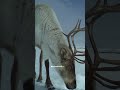 The Path of the Caribou: A Journey to Protect our Animal Kin - 2025
