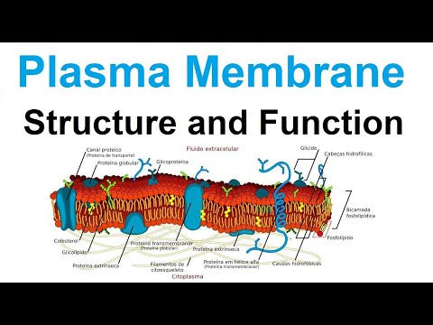 Video: Wat is plasmamembraankortdefinisie?