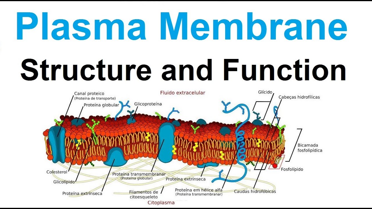 plasma membrane - structure and function - biology With Membrane Structure And Function Worksheet