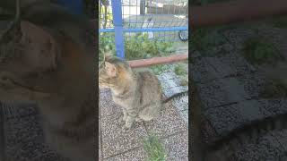 Ali Capar Kedi Halini Gördum