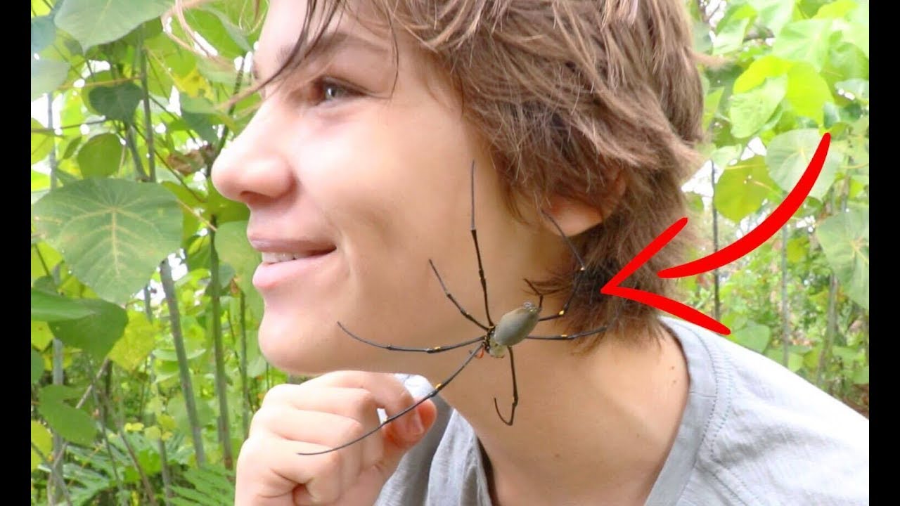 How To Find Spiders In Australia Hd Youtube
