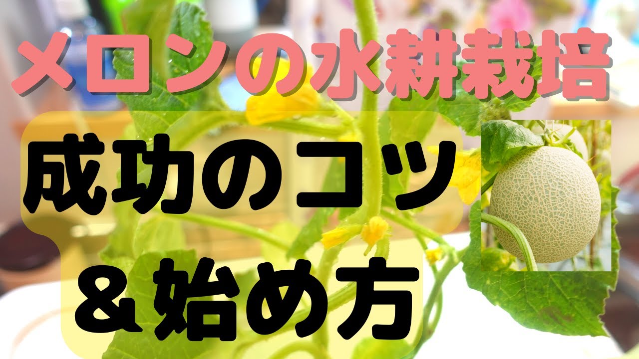Hydroponic vegetable cultivation] Introducing an easy way to grow