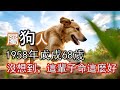 1958年出生的屬狗人一生，真的沒想到 ，這輩子命會這麼好，不看虧大了！#生肖狗#屬狗人#1958 狗