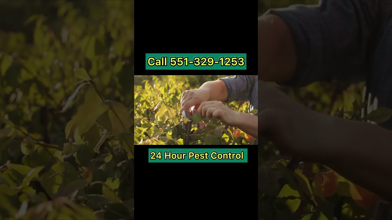 How to Prevent Pest Infestations: Tips and Tricks 