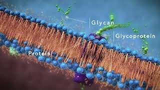 Our Flagship Product Multi-Glycans AMBROTOSE LIFE Let your cells communicate!