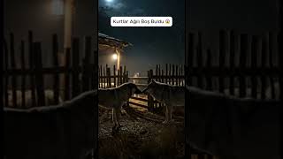 Kangal Ve Kurt Gerçek Gerginlik Başlıyor