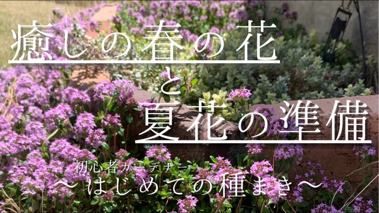 暮らしのガーデンdiy 5 種から苗を育てる ガーデニング初心者の庭づくり プラグトレイを使って夏花の準備種まき Youtube