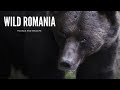 Wild romania foliage and wildlife