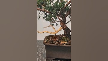 Making a Jin☠️ #juniper #bonsai #initial #styling #in #progress #fyp #fy #howto #diy #deadwood