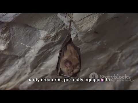 Norwegian Bats: Echoes of the Night