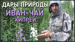 дары природы / иван-чай / кипрей