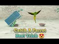 How to Trap a Wild Parrot