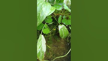 CHO CÁ BẢY MÀU ĂN CÁM THÁI INVE 3/5