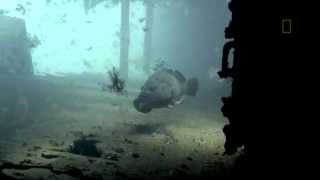 Selvagens Shipwreck