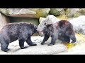 様々な個性のツキノワグマ