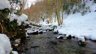 Let the Soothing Winter Stream Sounds Relax Your Body, Mind, and Soul for 1 Hour