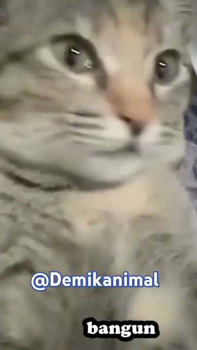 Musuh bebuyutan gw tuh #cat #funny #kucinglucu #viralvideo #shorts