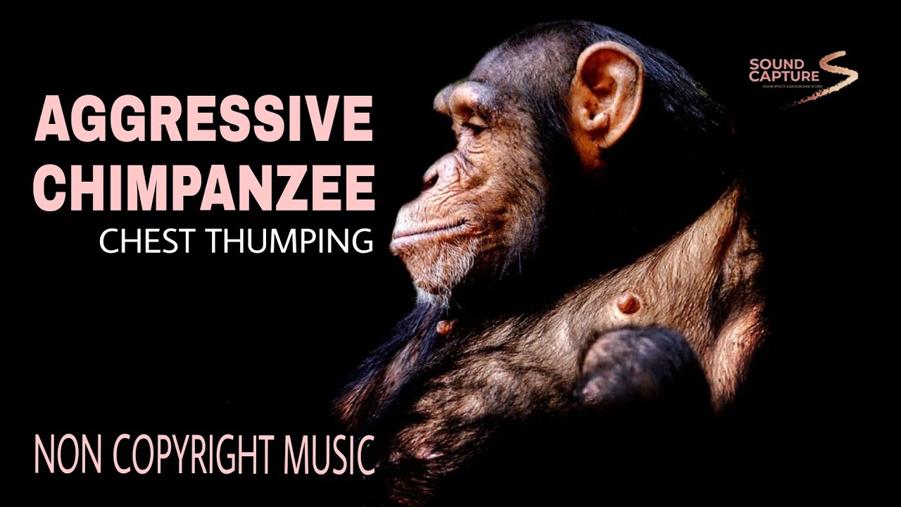 CHIMPANZEE SOUND NO COPYRIGHT MUSICS SOUND EFFECTS SOUND CAPTURE