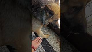 Day 3 | ye hmse naraj ho gya🥺 #madlokvibes #dog #love #doglove #vlog #vloger #viral #smallyoutuber