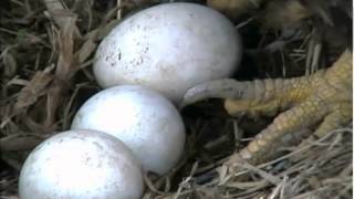 Decorah eagles,looks like pip in egg as mom rolls it,23\/3\/2012