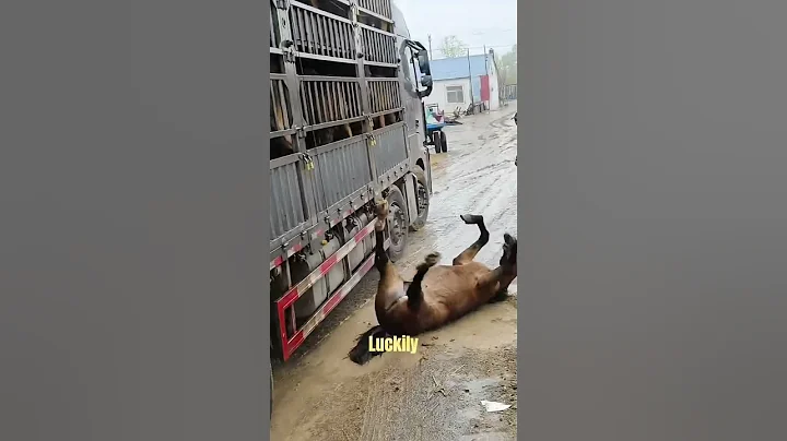 a horse fell off a truck #hourselover #horse #horseriding #horses #horseracing #horsepower #shorts