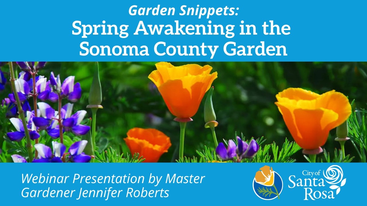 Garden Snippets: Spring Awakening in the Sonoma County Garden