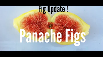 Fig Update! Panache Figs 08-23-15 (High Density Espalier Gardener)