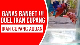 Duel Ikan Cupang | Ikan Cupang Aduan