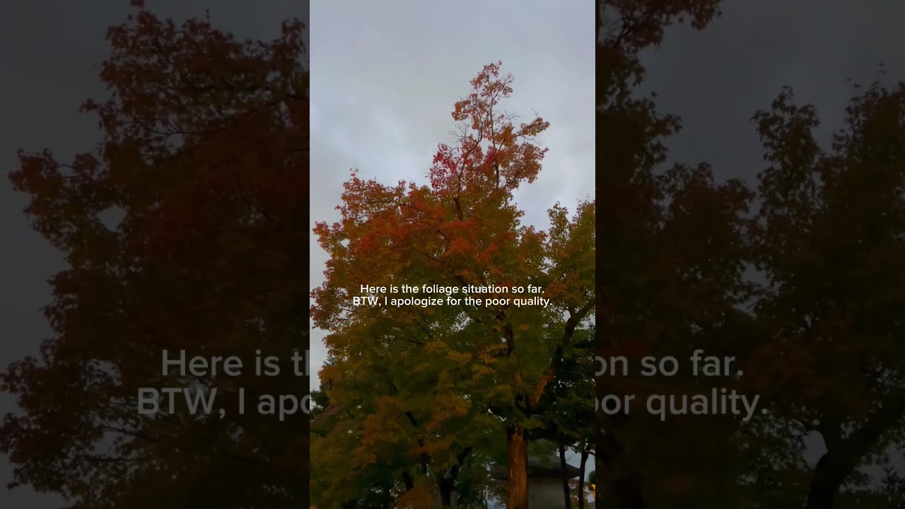 KYOTO JAPAN WEATHER AND FOLIAGE UPDATE!!!