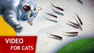 Movie for Cats - Fish Pond (Fish Video for Cats to watch)