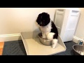 Cute animal video of the day: puppy gets a bigger bowl