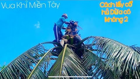 A Tùng (Vua Khỉ )leo Cưa Cây Dừa và cách lấy củ hủ Dừa trên Cây rất kỹ thuật