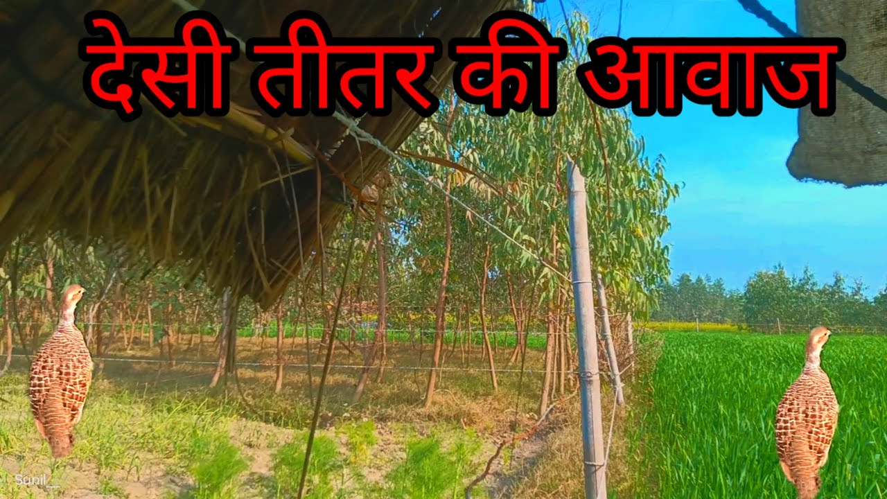 तीतर की आवाज