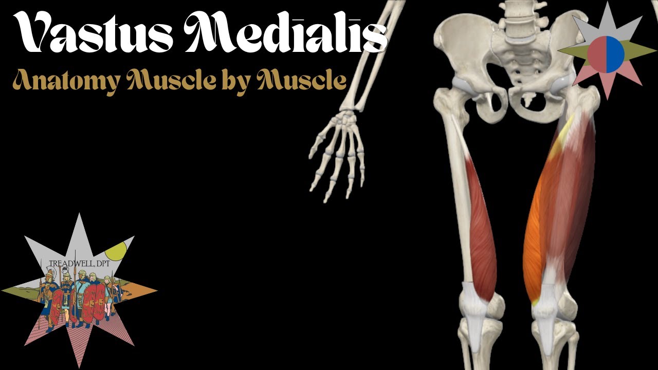 Объяснение медиальной широкой мышцы бедра (VMO) | Функции, тренировка и клиническая значимость – ...