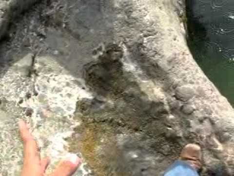 Arabian toad from Hatta Rock pools-03 Aug 2010