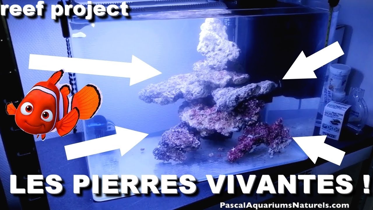Tuto débutant PIERRES VIVANTES ! Projet récifal Aquarium nano marin