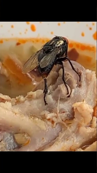 Begini lah saat lalat bertelur di makanan 😬😬😬