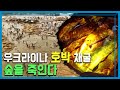 우크라이나의 불법적인 호박 채굴, 숲을 고사시킨다 (139회_2019.09.21.방송)