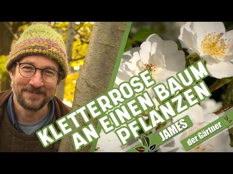 Video: Potted Birnbaum Pflege – Erfahren Sie mehr über das Pflanzen eines Birnbaums in einem Container
