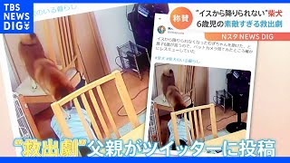 イスから降りられない柴犬　6歳男児の素敵すぎる救出劇｜TBS NEWS DIG