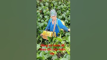 xiệt cá trong đám lục bình gặp cá lóc đồng