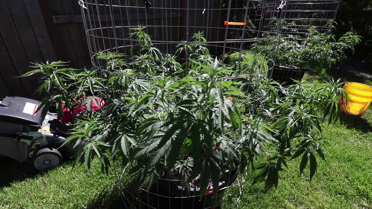 Outdoor Grow 2019! Natures Pride! Transplant Shock!