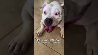 Every Adoption Saves A Life And Fills A Heart. Spawsfurrecovery