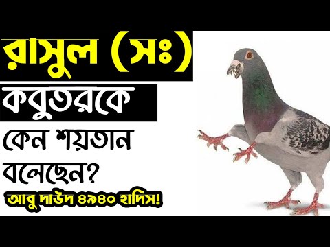 ভিডিও: কবুতর কেন শান্তির প্রতীক?