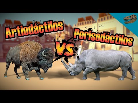 Video: Increíble cerca: animales artiodáctilos