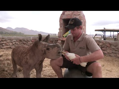 Video: Pet Scoop: Baby Rhino abbandonato Salvato in India, 2015 Hero Dog Dies all'età di 15 anni