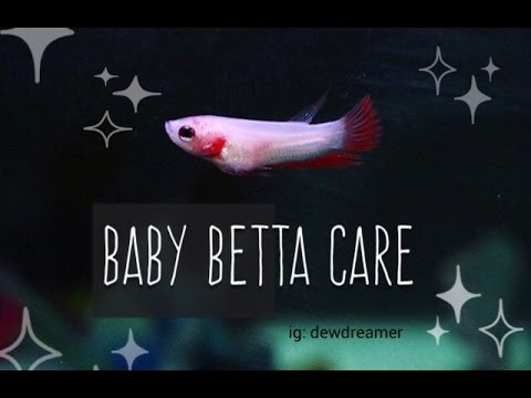 Baby Betta Care- How To Raise Your 