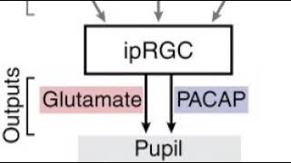 Light effects on circadian rhythm | Wikipedia audio article
